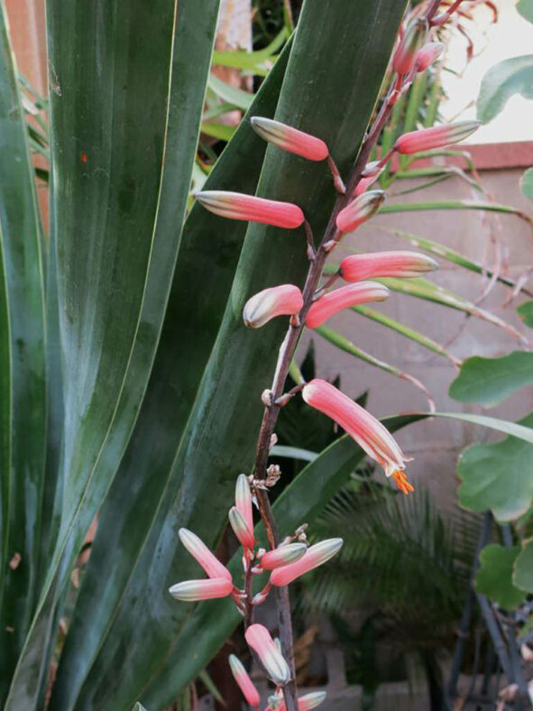 Aloe suffulta (Climbing-flower Aloe)