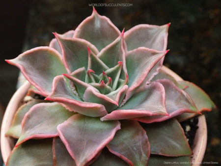 Echeveria 'Madiba' - World of Succulents