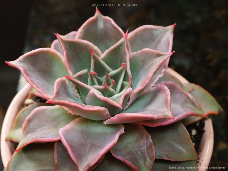 Echeveria 'Madiba'