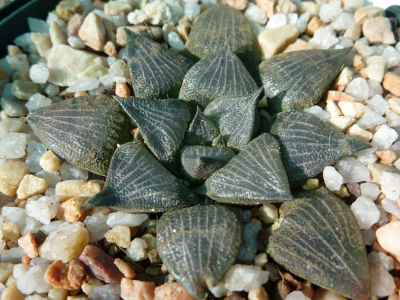 Haworthia marxii