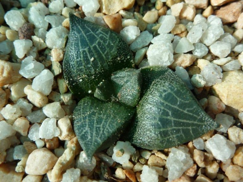 Haworthia marxii