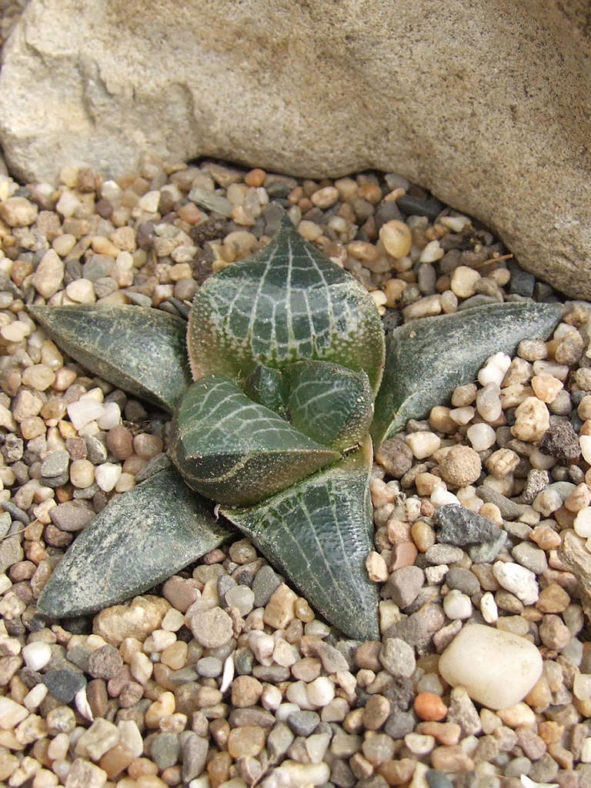 Haworthia marxii