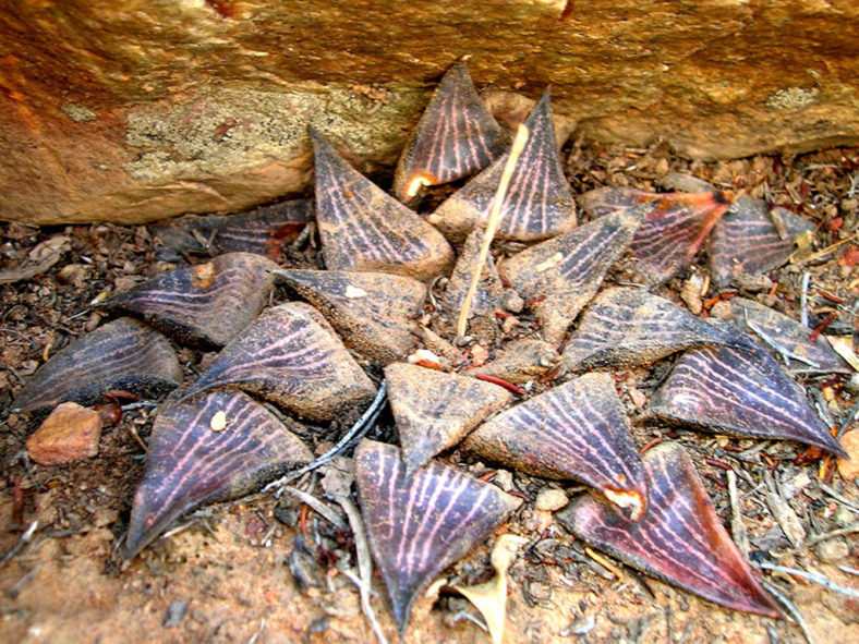 Haworthia marxii