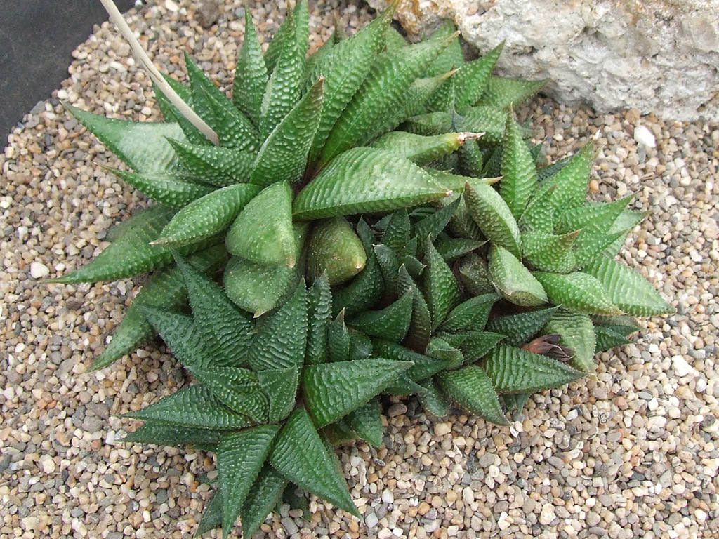 Haworthiopsis limifolia var gigantea aka Haworthia limifolia var. gigantea