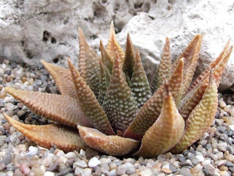 Haworthiopsis limifolia var. gigantea aka Haworthia limifolia var. gigantea