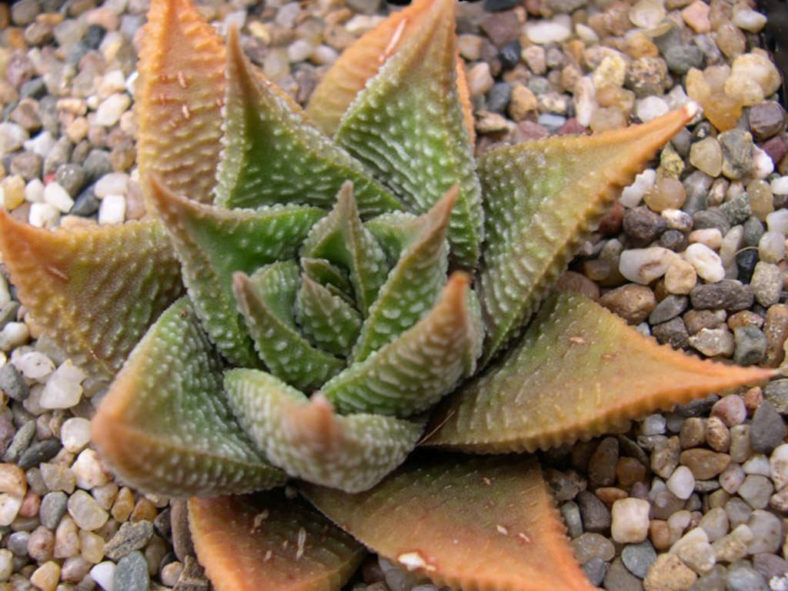 Haworthiopsis limifolia var. gigantea aka Haworthia limifolia var. gigantea