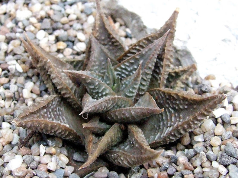 Haworthiopsis limifolia var. gigantea aka Haworthia limifolia var. gigantea