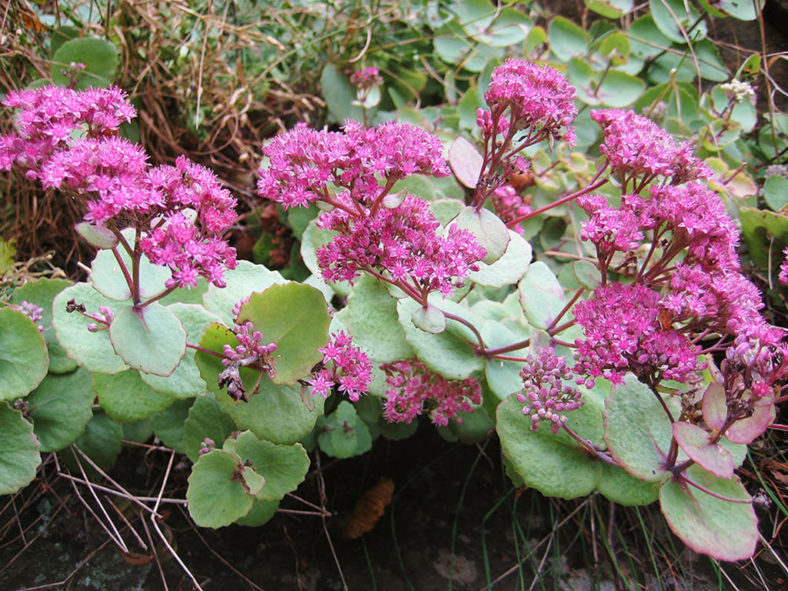 Hylotelephium ussuriense aka Sedum ussuriense