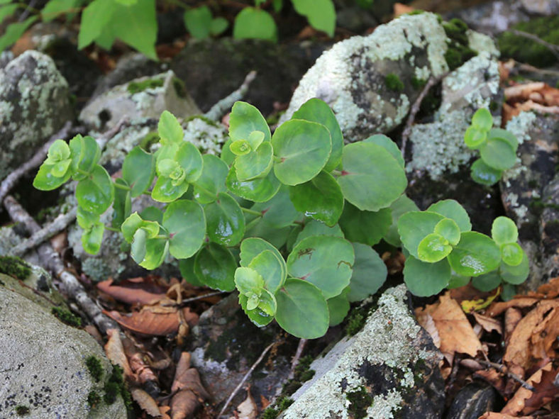 Hylotelephium ussuriense aka Sedum ussuriense