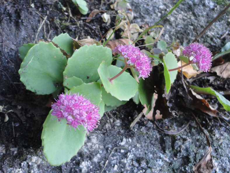 Hylotelephium ussuriense aka Sedum ussuriense