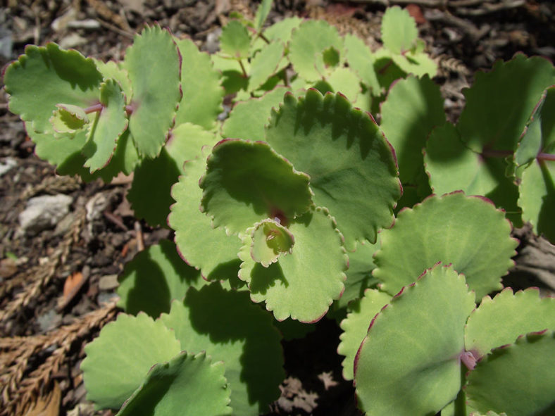 Hylotelephium ussuriense aka Sedum ussuriense