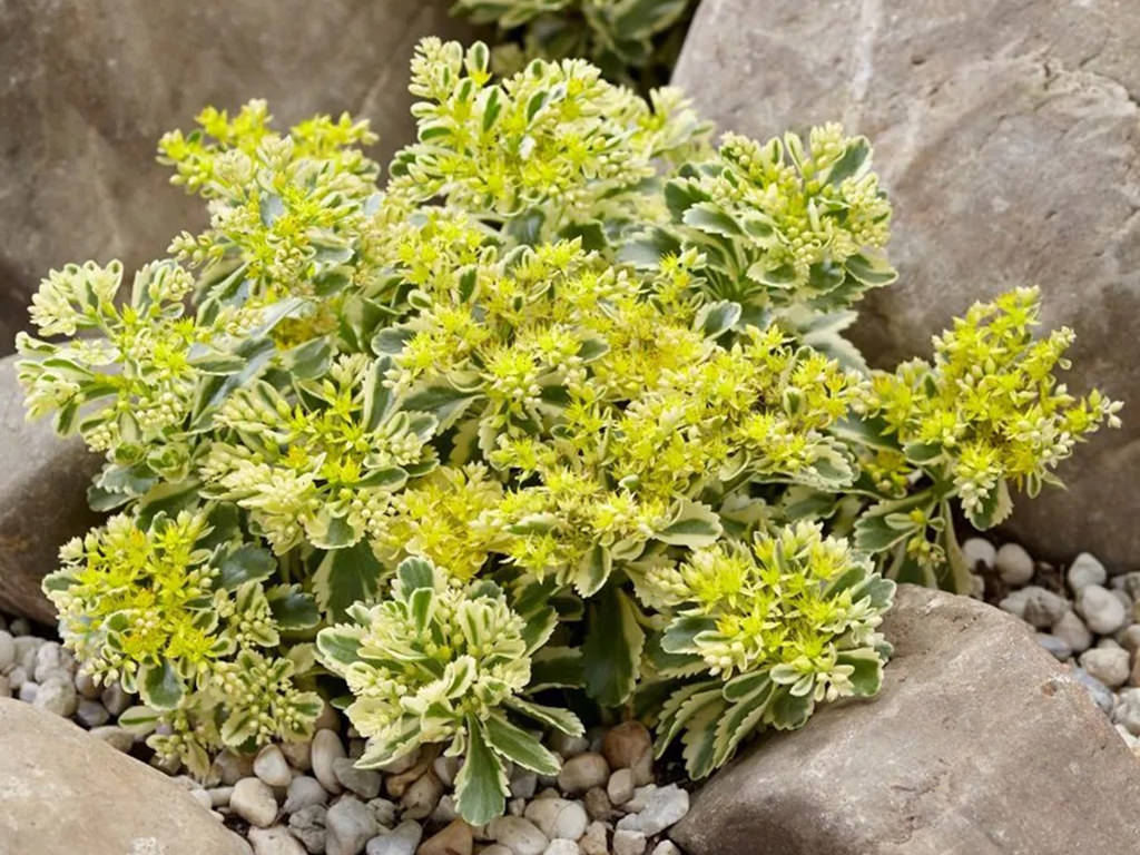 Phedimus takesimensis 'Atlantis' aka Sedum takesimense 'Atlantis', Phedimus takesimense 'Nonsitnal' or Sedum takesimense 'Nonsitnal'