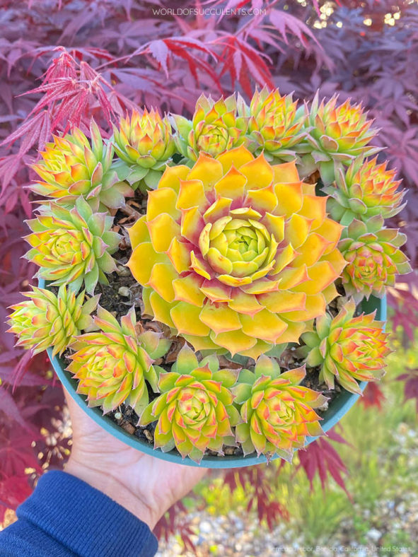 Sempervivum 'Gold Nugget'