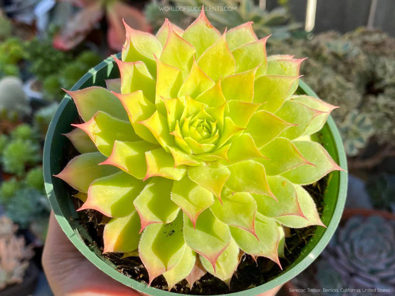 Sempervivum 'Gold Nugget'