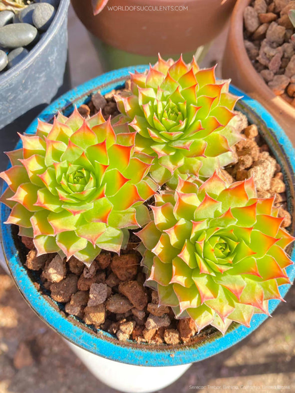 Sempervivum 'Gold Nugget'