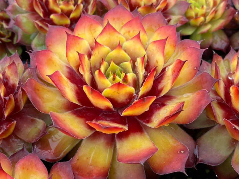 Sempervivum 'Gold Nugget'