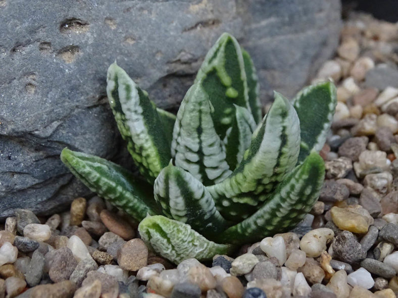 Tulista pumila 'Emperor' aka Haworthia pumila 'Emperor'