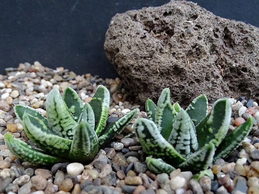 Tulista pumila 'Emperor' aka Haworthia pumila 'Emperor'