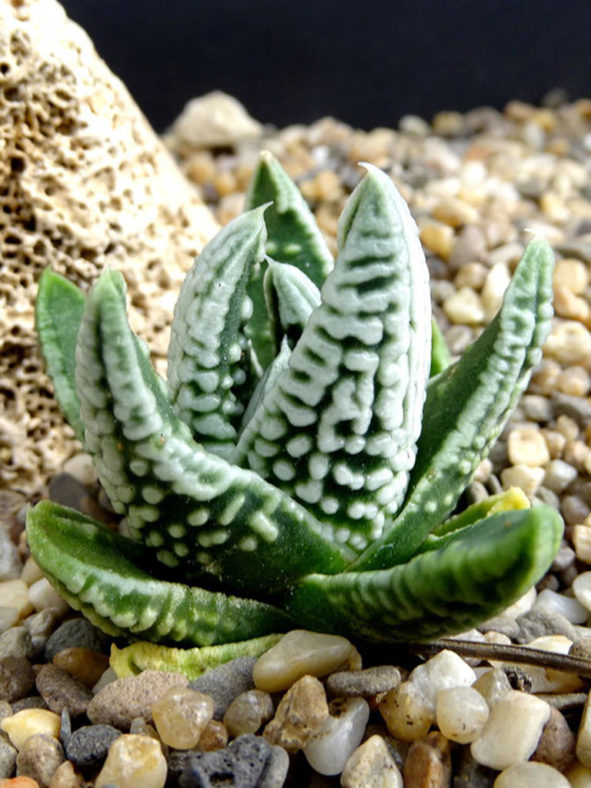 Tulista pumila 'Emperor' aka Haworthia pumila 'Emperor'