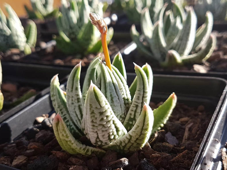 Tulista pumila 'Emperor' aka Haworthia pumila 'Emperor'