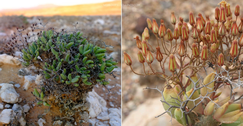 q48 塊根 Tylecodon reticulatus チレコドン レティキュラータス 万物