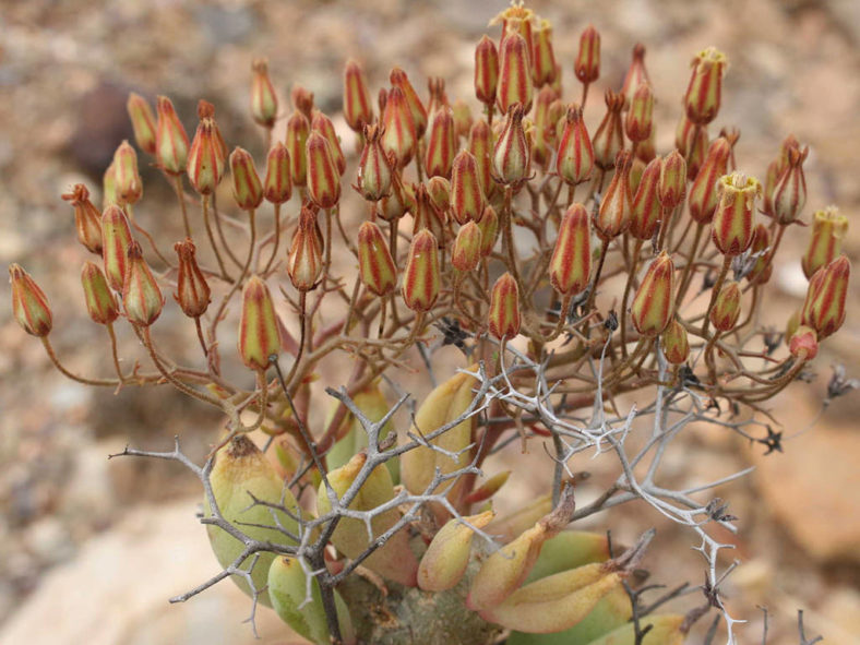 Tylecodon reticulatus (Thorny Butterbush)