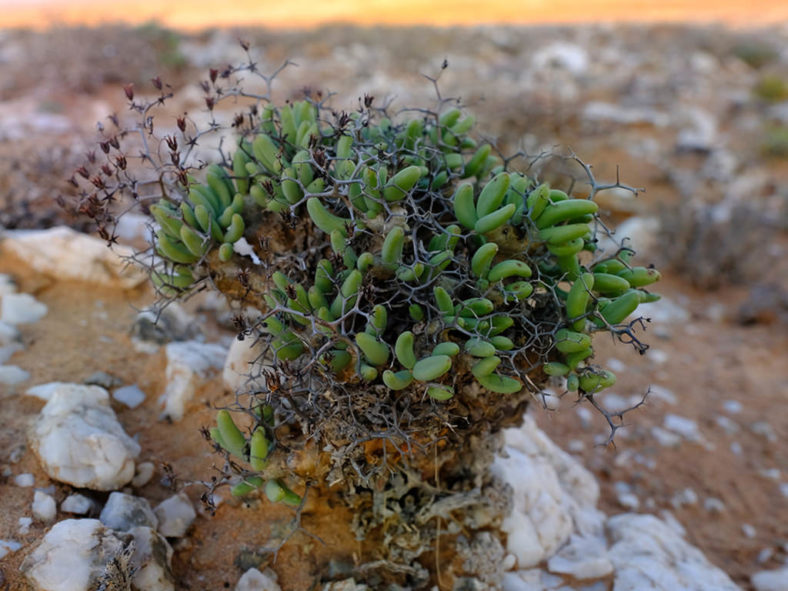 Tylecodon reticulatus (Thorny Butterbush)