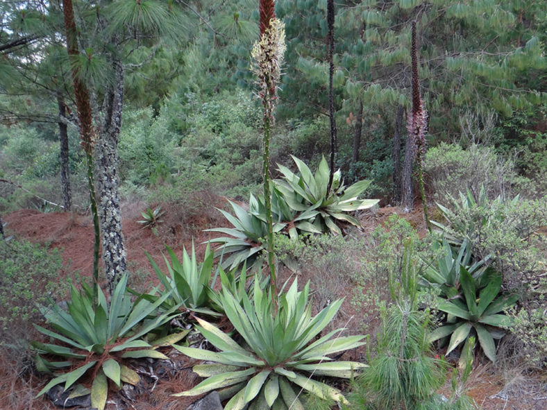 Agave obscura (Hardy Century Plant)