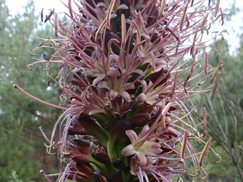 Agave obscura (Hardy Century Plant)