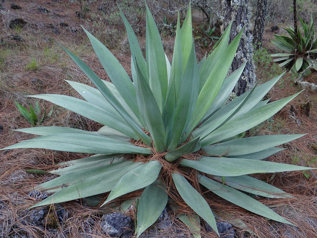 Agave obscura (Hardy Century Plant) - World of Succulents