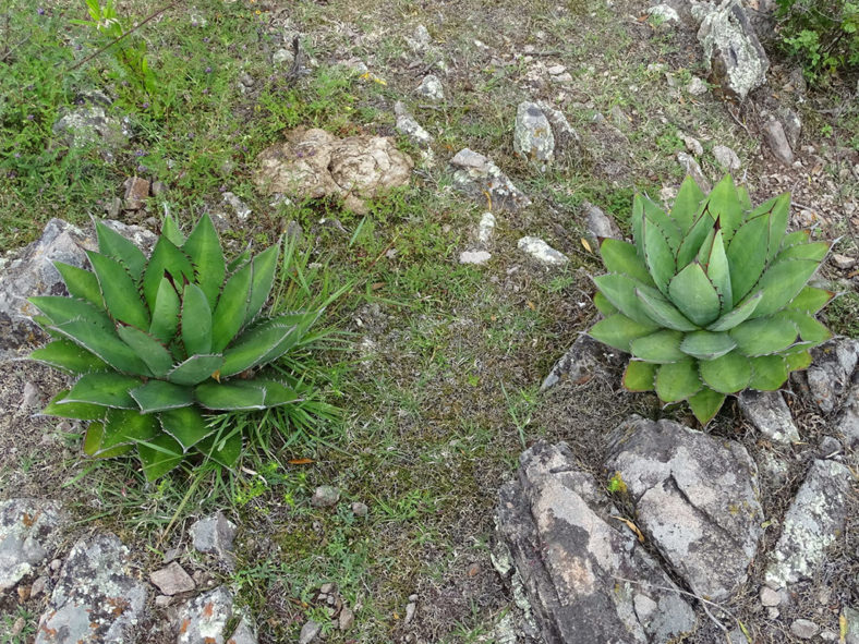 Agave obscura (Hardy Century Plant)