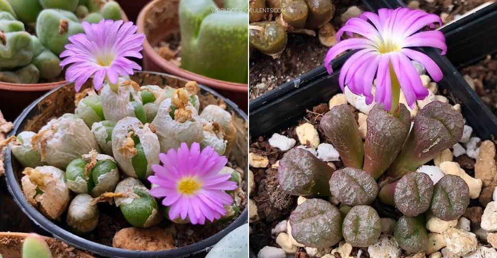 Conophytum ectypum - World of Succulents