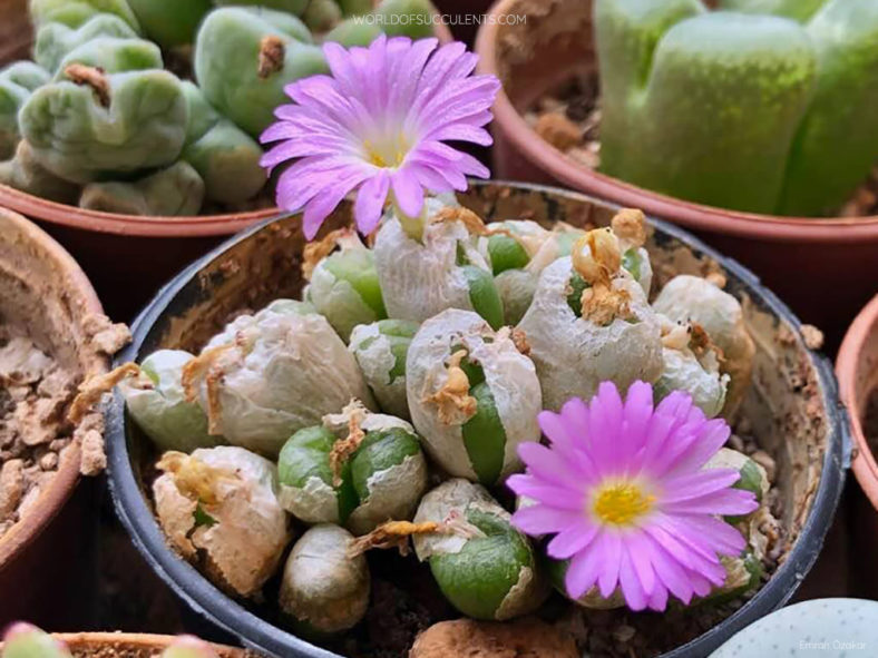 Conophytum ectypum