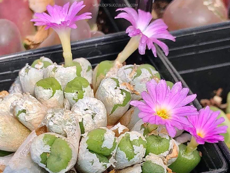 Conophytum ectypum