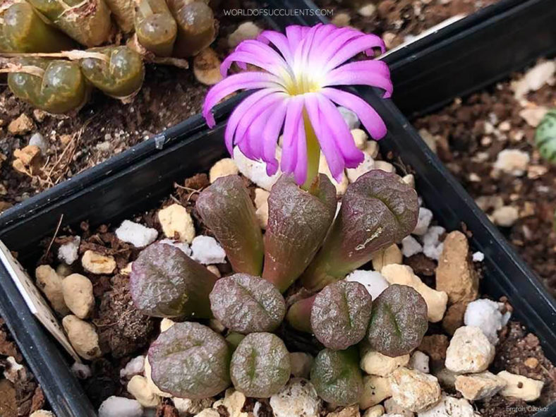 Conophytum ectypum