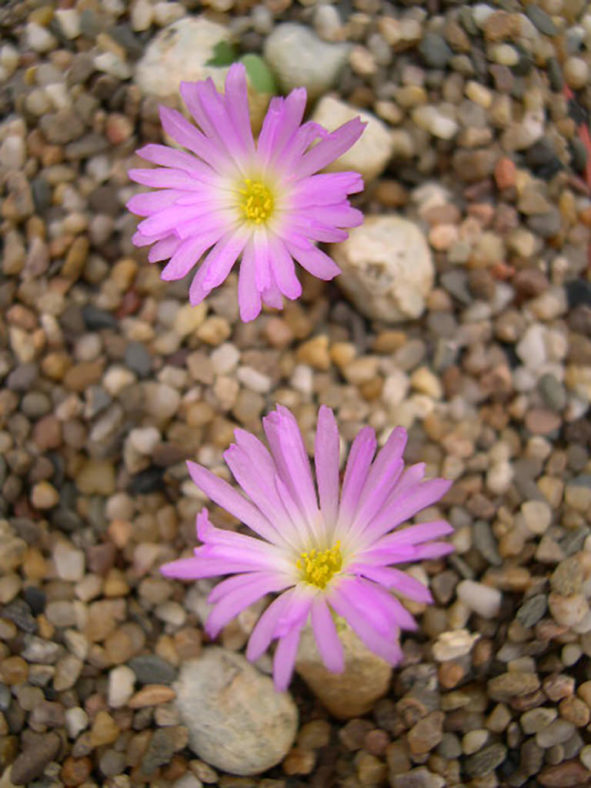 Conophytum ectypum