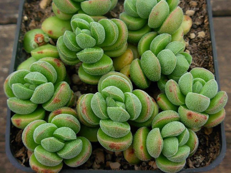 Crassula 'Angela'