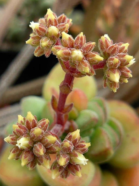 Crassula 'Angela'