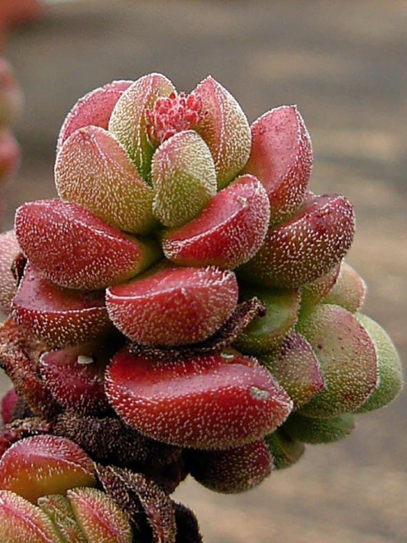 Crassula 'Angela'