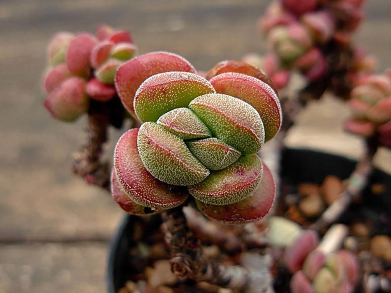 Crassula 'Angela'