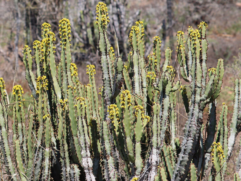 Euphorbia caerulescens (Blue Euphorbia)