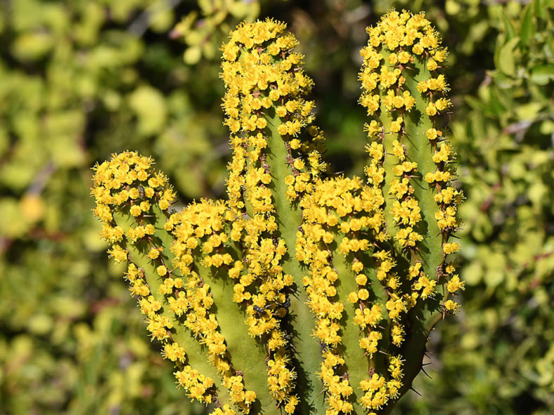 Euphorbia caerulescens (Blue Euphorbia)