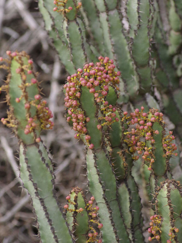 Euphorbia caerulescens (Blue Euphorbia)