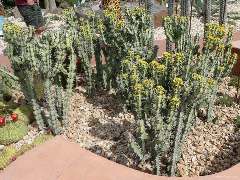 Euphorbia caerulescens (Blue Euphorbia)