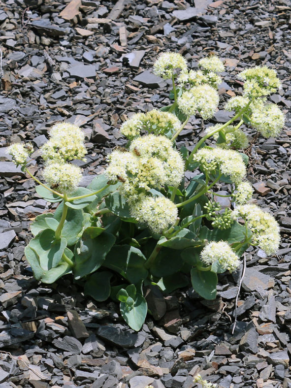 Hylotelephium caucasicum aka Sedum caucasicum