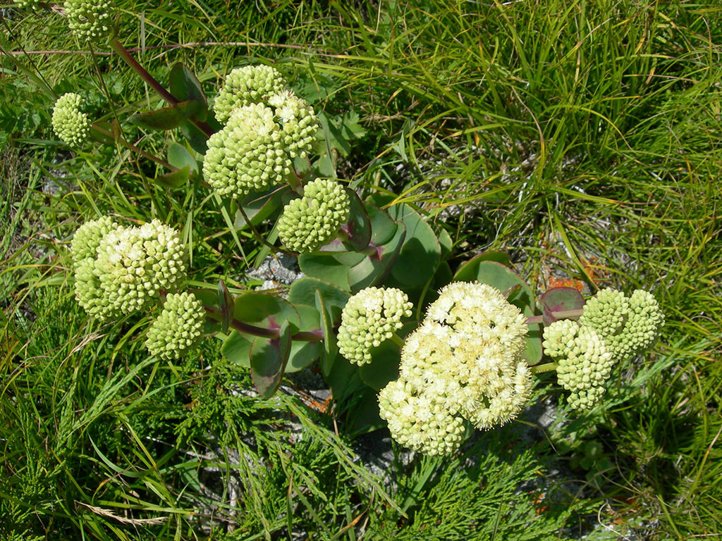 Hylotelephium caucasicum aka Sedum caucasicum