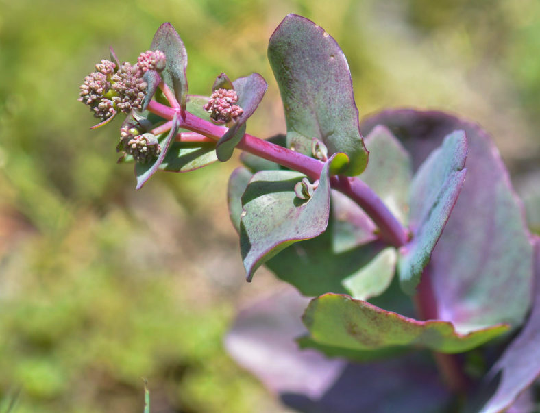 Hylotelephium caucasicum aka Sedum caucasicum