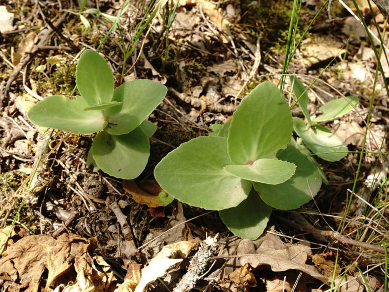 Hylotelephium caucasicum aka Sedum caucasicum