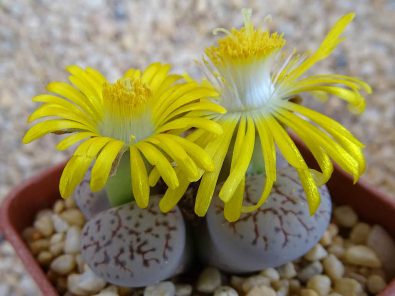 Lithops 'Talisman'