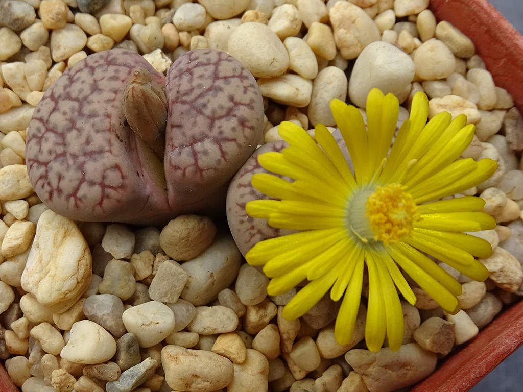 Lithops 'Talisman'